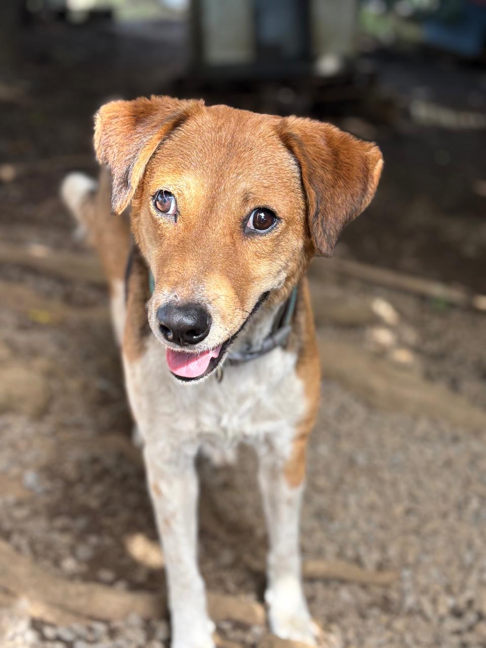 Animaux à adopter Maurice